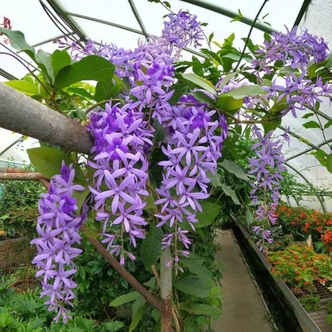 Sandpaper Vine Plant