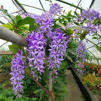 Sandpaper Vine Plant