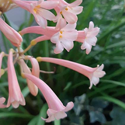 Ifafa Lily Combo – Mix Colour Bulbs