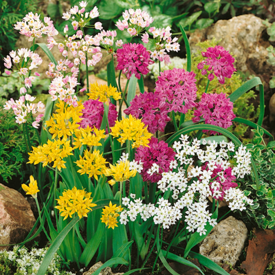 Allium Bulbs - Mix Colours