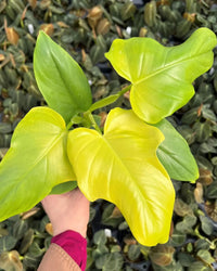 Philodendron Violin Green - plant store® 