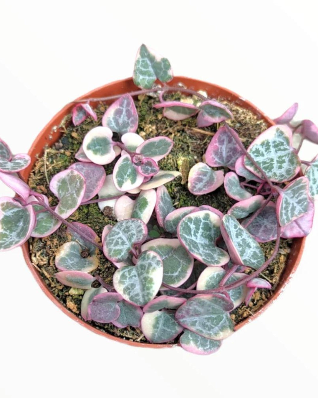 Rare String of Hearts Variegated (Plant it Yourself) Bare Rooted