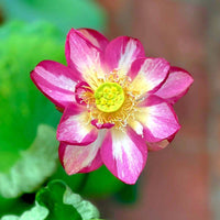 Joker Lotus Tuber