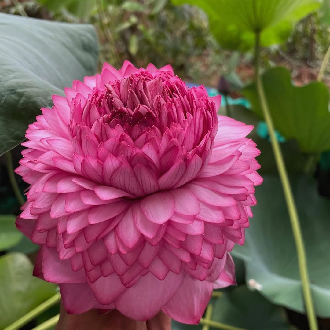 Pink Dream Lotus Tuber (Thousand Petal)