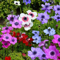 Anemone Bulbs - Mix Colours (Imported)