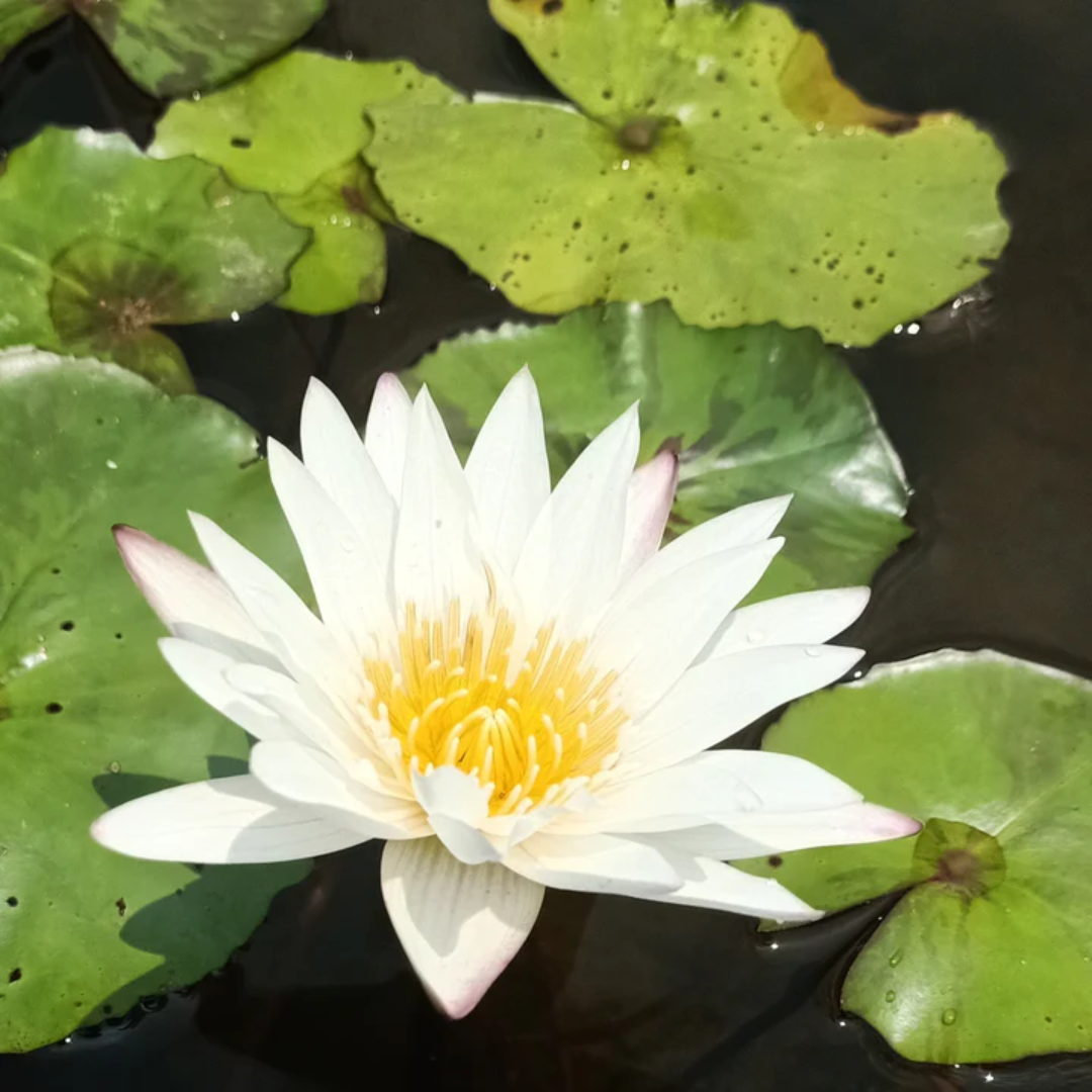 Innocence Tropical Waterlily