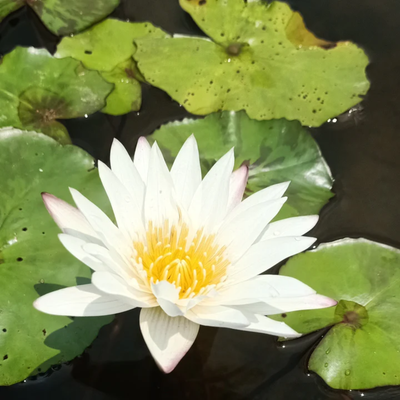 Innocence Tropical Waterlily