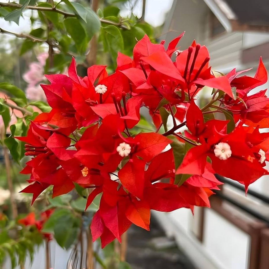 Brezza Red Grafted Bougainvillea Plant