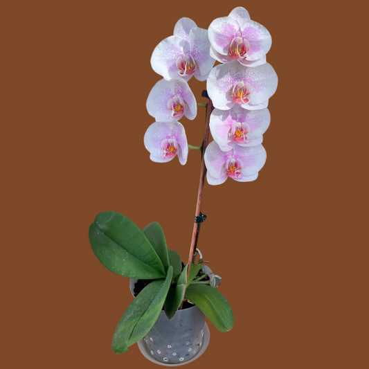 Phalaenopsis Pretty Romance with Buds/Flowers