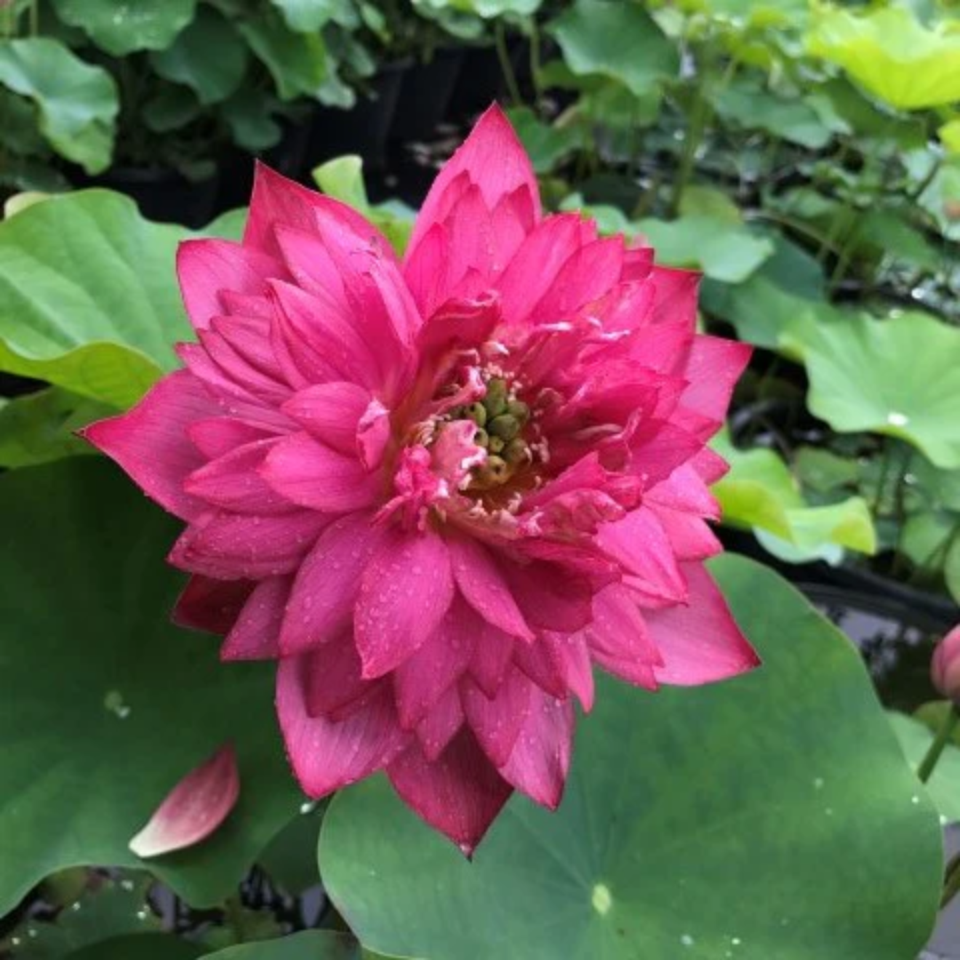 Lively Jewel Lotus Tuber