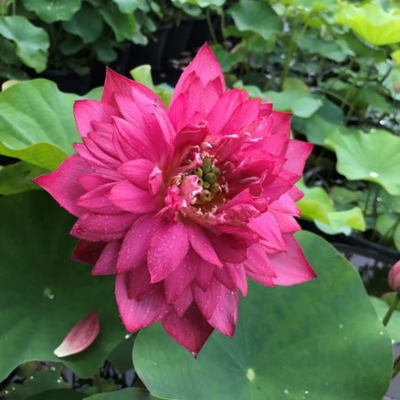 Lively Jewel Lotus Tuber