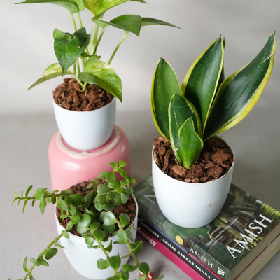Good Fortune Plants Bundle : Money, Snake Jade Plants with Pot