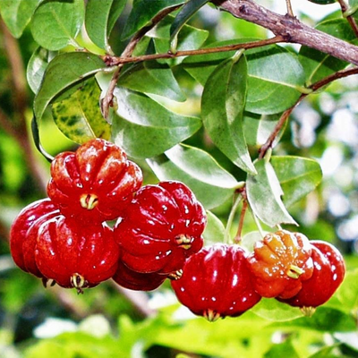 Red Surinam Cherry Grafted Tree