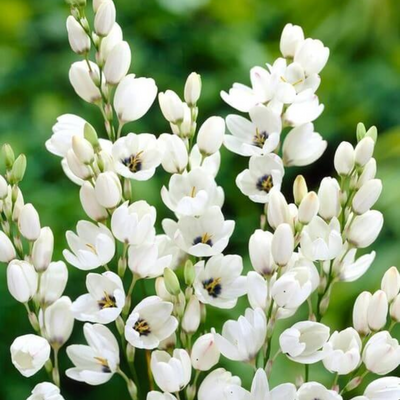 Ixia Bulbs(White & Red)