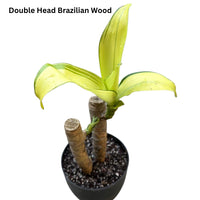 Brazilian Wood Plant - Bloomed - plant store® 