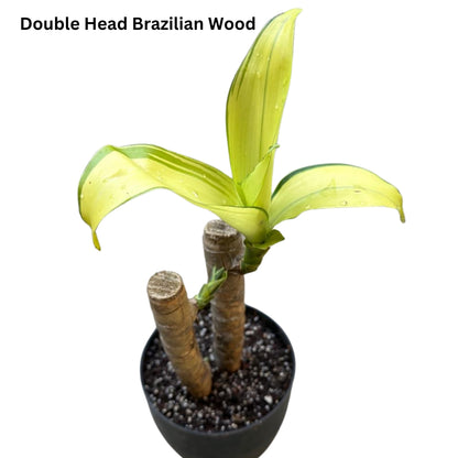 Brazilian Wood Plant - Bloomed Plant