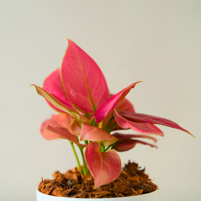 Ruby Pink - Aglaonema