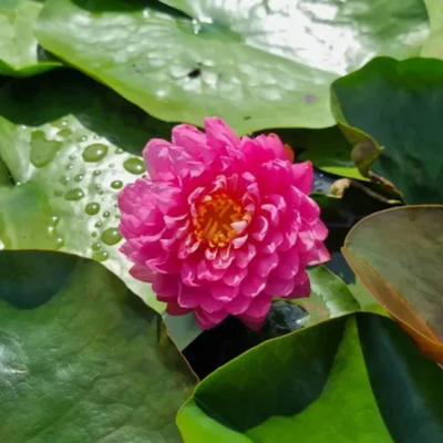 Manickam Hardy Waterlily