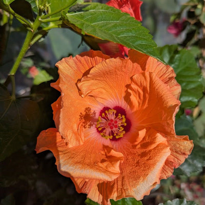Australian Sea Urchin Hibiscus Plant