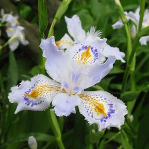 Iris Butterfly Flower Bulbs