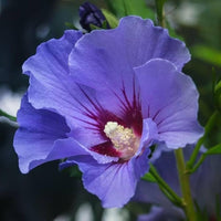 Blue (Lilac) Hibiscus  (Rare Variety)