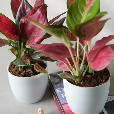 Pink Elegance Plant Duo - Aglaonema Lady Valentine (Small) & Aglaonema Thai Pink Beauty