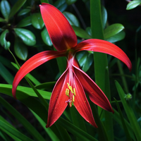 Aztec Lily Bulb
