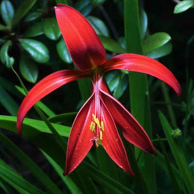 Aztec Lily Bulb