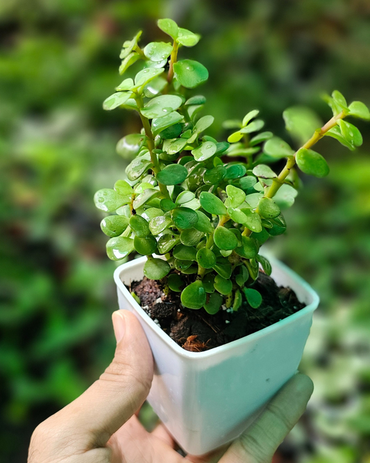 Jade Plant