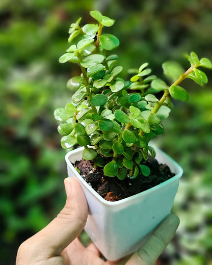 Lucky Fortune Plant Combo Of 5 Beautiful Plants