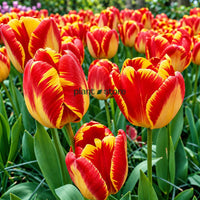 Dutch Tulip Banja Luka Flowering Bulbs (Netherland Imported)