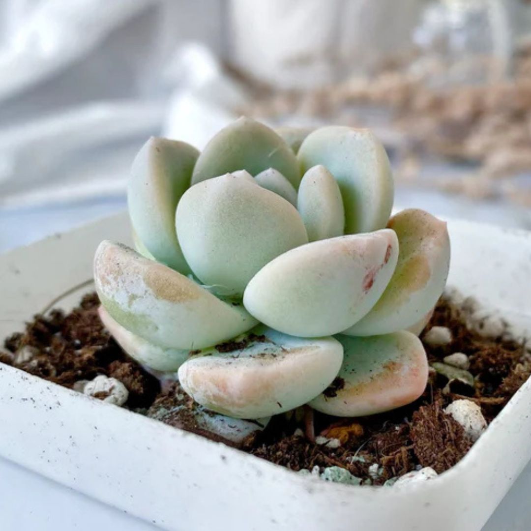 Hybrid Icy Green Echeveria (Bare Rooted)