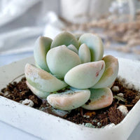 Hybrid Icy Green Echeveria (Bare Rooted)