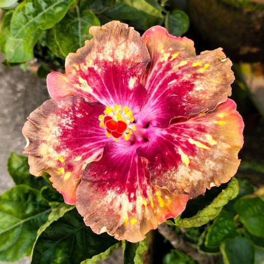 Luv Paul Gauguin Hibiscus Plant