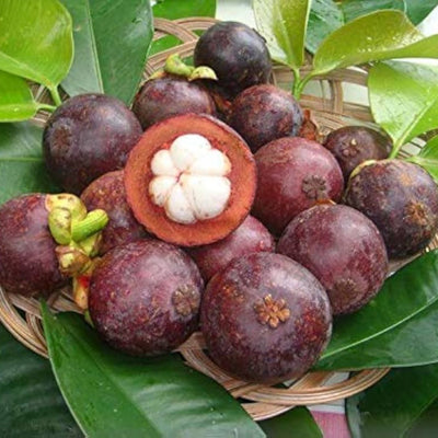 Purple Mangosteen Grafted Tree