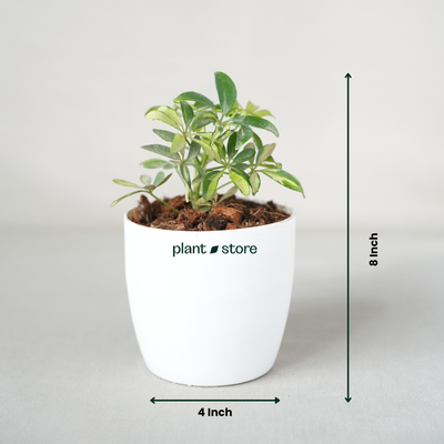 Schefflera Arboricola Trinette, Umbrella Plant – Variegated with Pot