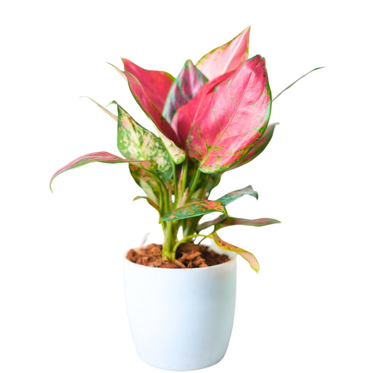 Aglaonema Lady Valentine