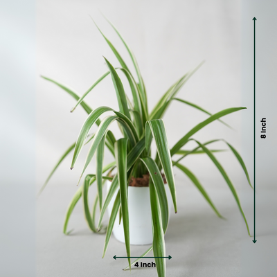 Chlorophytum Spider Plant