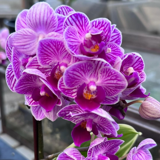 Phalaenopsis Variegated with Buds/Flowers