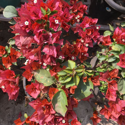 Chocolate Bougainvillea