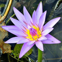 Assorted Tropical Waterlily (Pack of 3)