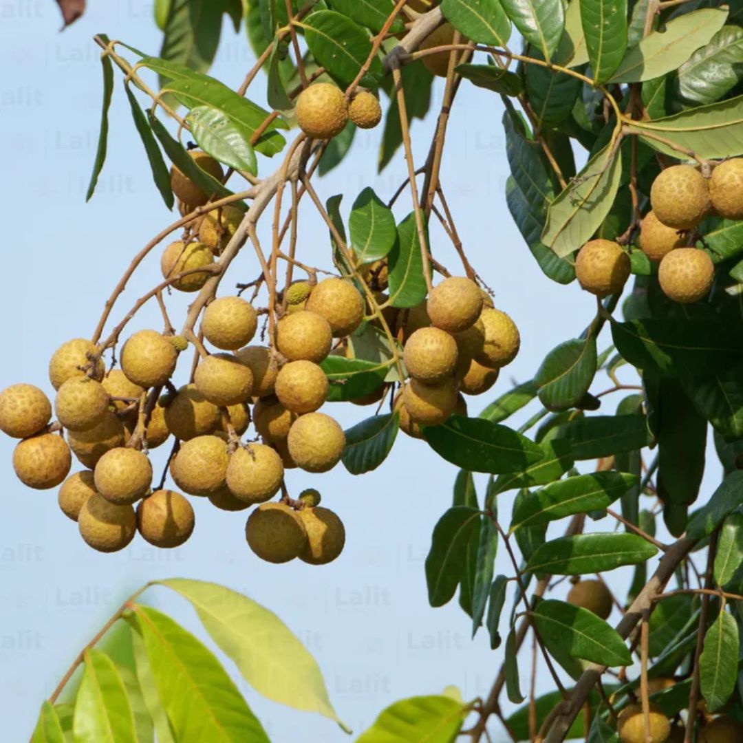 Four Season (Baramasi) Longan Grafted Plant