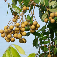 Four Season (Baramasi) Longan Grafted Plant