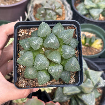 Haworthia Black Cooperi - Bare Rooted