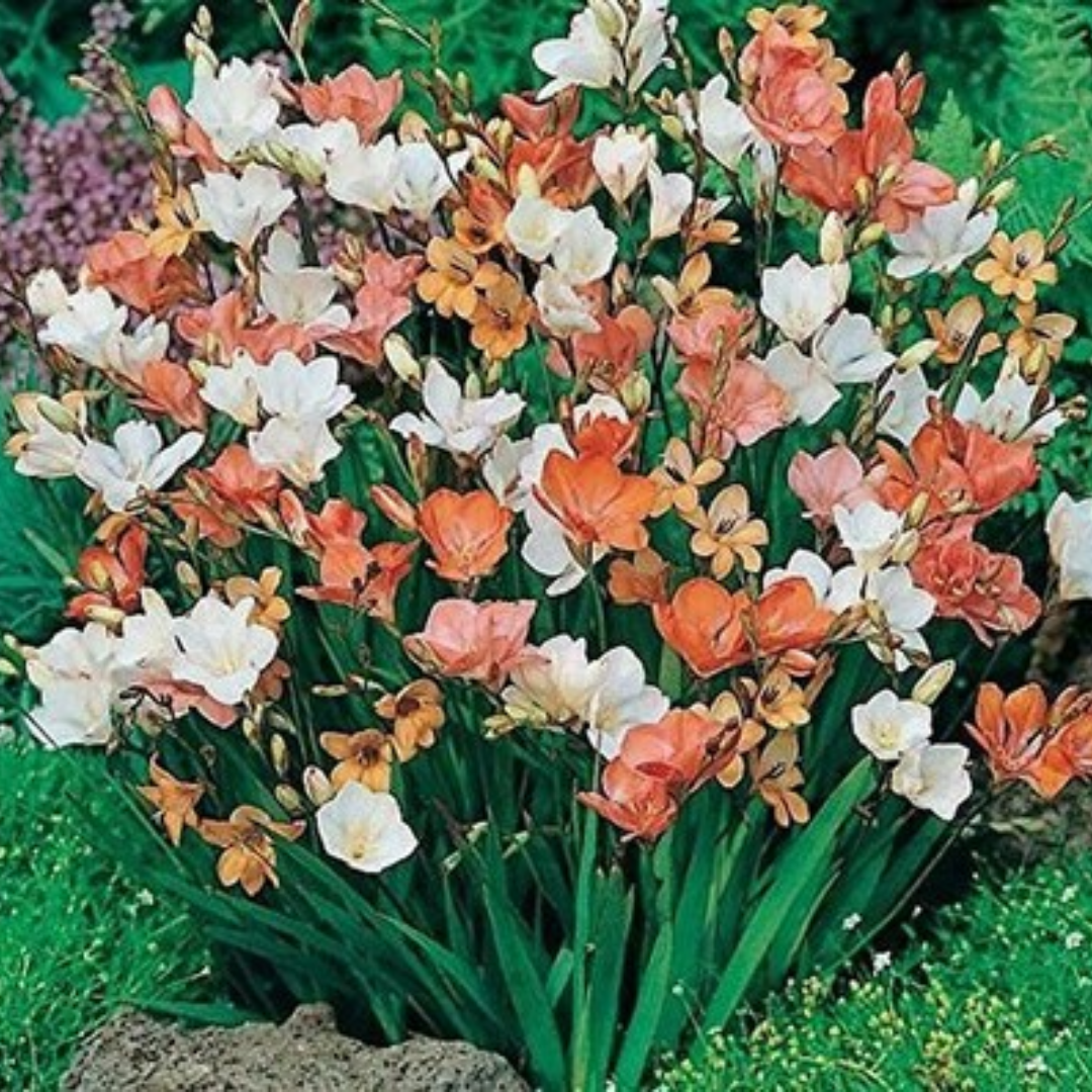 Tritonia Flowering Bulbs (Mix Colours)