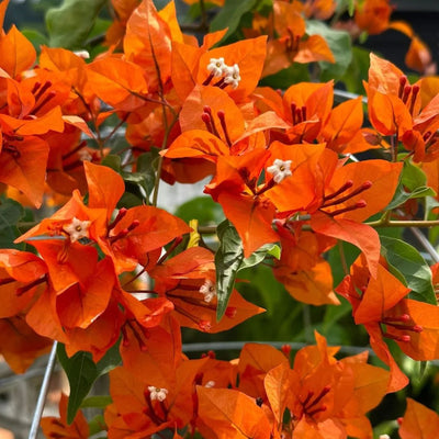 Tanglong Peach Bougainvillea