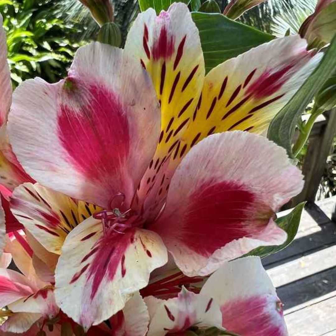Alstroemeria Flowering Bulbs