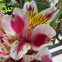 Alstroemeria Flowering Bulbs