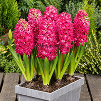 Hyacinth - Jan Bos Flower Bulbs (Imported)