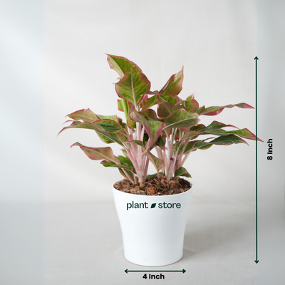 Aglaonema Lipstick Indoor Live Natural Plant